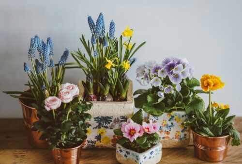 assorted-color petaled flowers in bloom