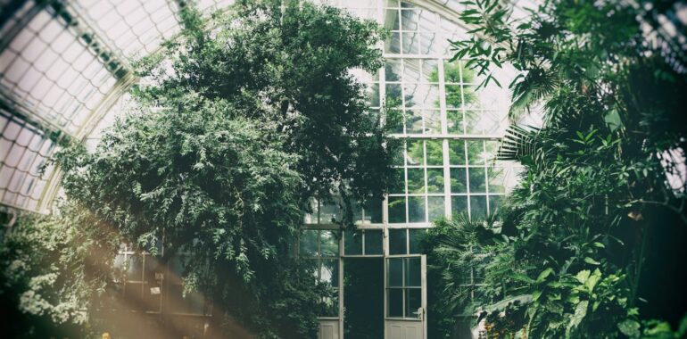 green-leafed plants during daytime